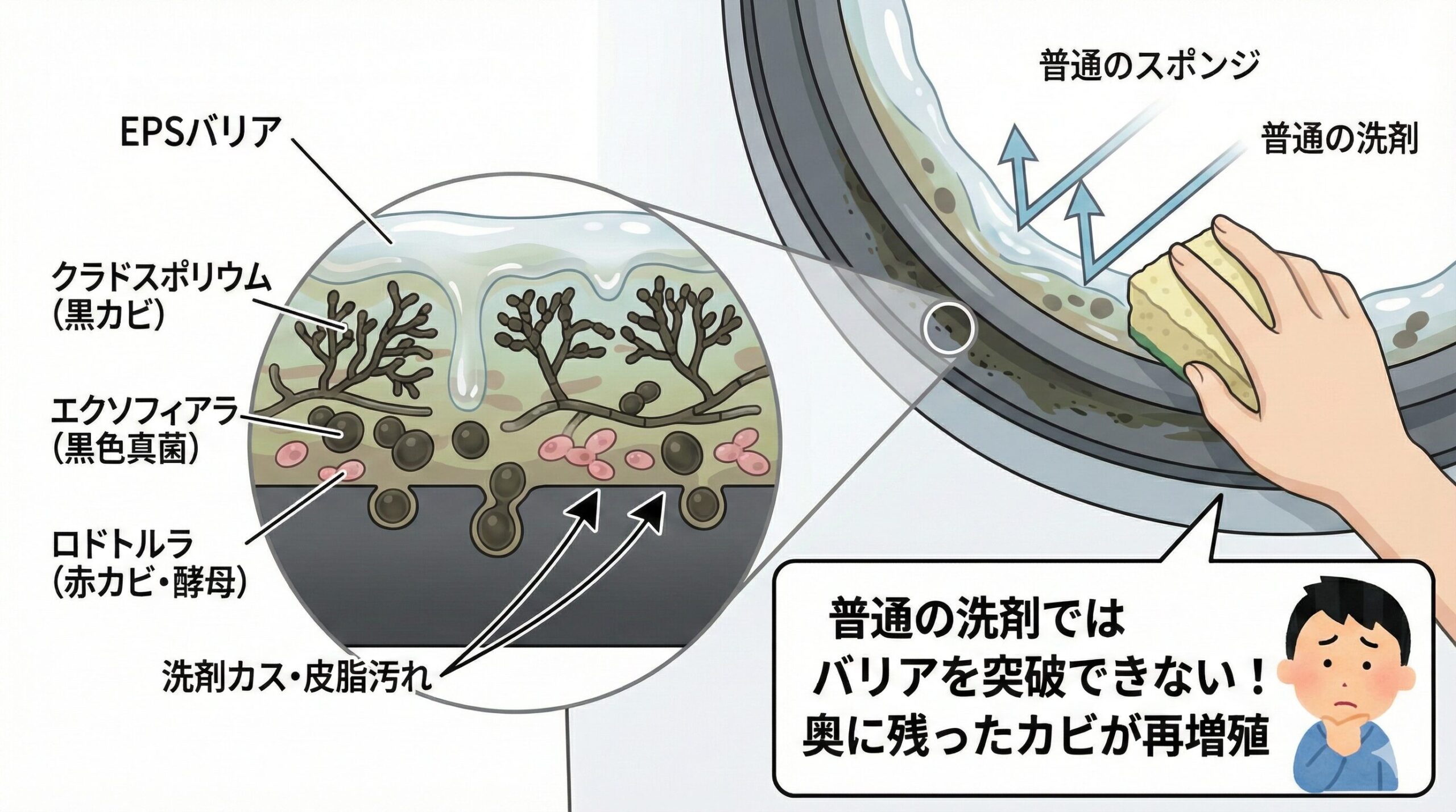 洗濯機のゴムパッキンに形成されたバイオフィルム(カビの集合体)の構造図解。表面のヌメリがバリアとなり、洗剤を弾いて内部のカビを守っている様子を描いたイラスト。
